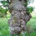 Quercus pubescens habit picture by Jean-Louis PASTEUR (cc-by-sa)