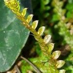 Selaginella denticulata flower picture by Emmanuel Cosson (cc-by-sa)