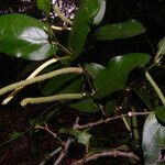 Piper tuberculatum habit picture by Nelson Zamora Villalobos (cc-by-nc)