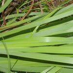 Orthrosanthus chimboracensis leaf picture by Nelson Zamora Villalobos (cc-by-nc)