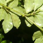 Psychotria chagrensis leaf picture by Nelson Zamora Villalobos (cc-by-nc)