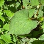 Houttuynia cordata leaf picture by Darrell Stokes (cc-by-sa)