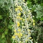 Artemisia absinthium flower picture by Alberto Vismara (cc-by-sa)