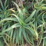 Aloe arborescens leaf picture by Frank Haverney (cc-by-sa)