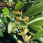 Ficus microcarpa flower picture by Dieter Albrecht (cc-by-sa)