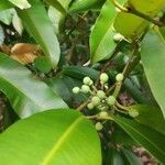 Calophyllum soulattri fruit picture by Augustin Soulard (cc-by-sa)