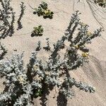 Achillea maritima habit picture by Patrice Bracquart (cc-by-sa)