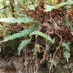 Polypodium vulgare habit picture by Hélène (cc-by-sa)