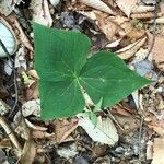 Trillium erectum leaf picture by Anna Tydniouk (cc-by-sa)