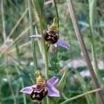 Ophrys apifera flower picture by Yannick Chevrier (cc-by-sa)