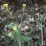 Rorippa sylvestris habit picture by Laetitia B (cc-by-sa)