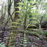 Asplenium daucifolium leaf picture by Bernard REYNAUD (cc-by-sa)