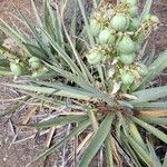 Yucca baccata leaf picture by Quinn Anderson (cc-by-sa)