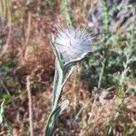 Centaurea eriophora flower picture by Giorgio Fornara (cc-by-sa)