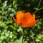 Trollius asiaticus flower picture by Damdinova Khandama (cc-by-sa)