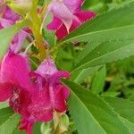 Impatiens balsamina flower picture by Monique Meyer (cc-by-sa)