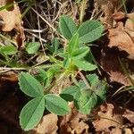 Potentilla montana habit picture by Thierry LE COM (cc-by-sa)