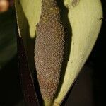 Urospatha grandis fruit picture by Nelson Zamora Villalobos (cc-by-nc)