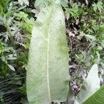 Senecio bonariensis leaf picture by cabana carlos manuel (cc-by-sa)