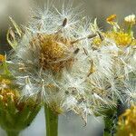 Doronicum grandiflorum fruit picture by francois tissot (cc-by-sa)