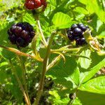 Rubus scissus fruit picture by Andrzej Konstantynowicz (cc-by-sa)