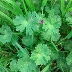 Geranium molle flower picture by julia fino (cc-by-sa)