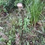 Cirsium horridulum habit picture by Eli Small (cc-by-sa)