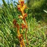 Orobanche gracilis leaf picture by walter kern (cc-by-sa)