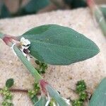 Polygonum maritimum leaf picture by Jean-Francois Julien (cc-by-sa)