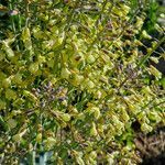 Brassica montana habit picture by Manuel Hernández (cc-by-sa)