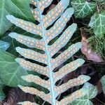 Polypodium vulgare fruit picture by claude lerat -gentet Mme (cc-by-sa)