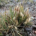 Festuca livida flower picture by Fabien Anthelme (cc-by-sa)