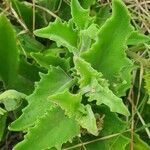 Kalanchoe citrina leaf picture by susan brown (cc-by-sa)