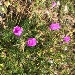 Erodium rodiei flower picture by Jean Ciroux (cc-by-sa)