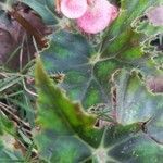 Begonia heracleifolia flower picture by Shehadi Ramiz (cc-by-sa)