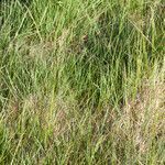 Poa trivialis habit picture by Martin Bishop (cc-by-sa)