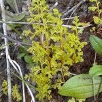 Anogramma leptophylla habit picture by Pedroso Rui (cc-by-sa)