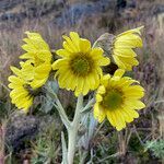 Senecio latiflorus flower picture by Fabien Anthelme (cc-by-sa)