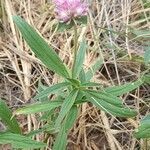 Gomphrena haenkeana habit picture by Trap Hers (cc-by-sa)