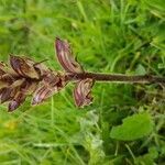 Orobanche rapum-genistae habit picture by Nicolas Lagarrigue (cc-by-sa)