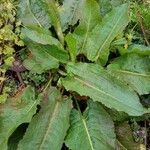 Rumex obtusifolius leaf picture by John Short (cc-by-sa)