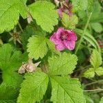 Rubus arcticus flower picture by Bela Borbely (cc-by-sa)