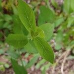 Centrosema virginianum leaf picture by Mary Pierce (cc-by-sa)