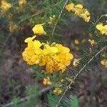 Pultenaea glabra flower picture by jurus (cc-by-sa)