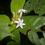 Duroia costaricensis flower picture by Nelson Zamora Villalobos (cc-by-nc)