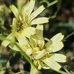 Launaea hafunensis flower picture by susan brown (cc-by-sa)