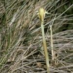 Arachnitis uniflora flower picture by Daniel Barthelemy (cc-by-nc)