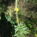 Verbascum thapsus habit picture by Gauthier Provost-Grapin (cc-by-sa)