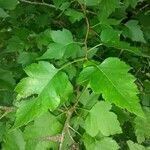 Crataegus phaenopyrum leaf picture by Rebecca Blackwell (cc-by-sa)