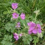 Geranium viscosissimum leaf picture by L H (cc-by-sa)